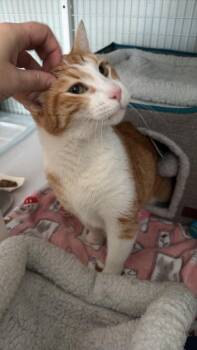 Domestic Short Hair Cats Available for Adoption - George #1 | PetCurious