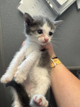 Sassafras -  Domestic Short Hair Cat for Adoption in Bloomington, Indiana - Sassafras | PetCurious