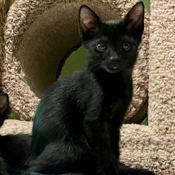 Duncan -  Domestic Short Hair Cat for Adoption in NEW PT RICHEY, Florida - Duncan | PetCurious