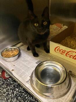 Kaonashi -  Domestic Short Hair Cat for Adoption in Jackson, Tennessee - Kaonashi | PetCurious