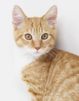 Apollo our love - super sweet super handsome - OLD ENOUGH TO GO  -  Tabby and Turkish Van Cat for Adoption in Bedford Hills, New York - Apollo Our Love - Super Sweet Super Handsome - OLD ENOUGH TO GO  | PetCurious