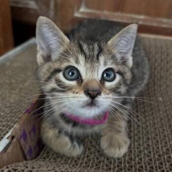 Violet Woodville -  Tabby and Domestic Short Hair Cat for Adoption in Friendswood, Texas - Violet Woodville | PetCurious
