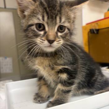 Kady -  Domestic Short Hair Cat for Adoption in Pekin, Illinois - Kady | PetCurious