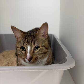 Domestic Short Hair Cats Available for Adoption - Brett | PetCurious