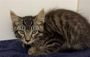 NED -  Domestic Medium Hair Cat for Adoption in Hayward, California - NED | PetCurious