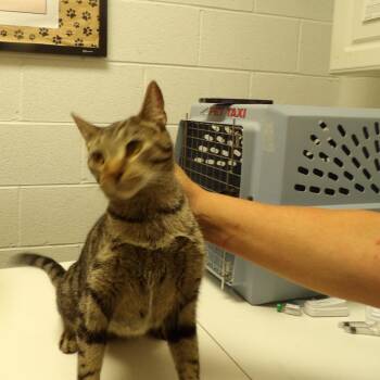 Rocky -  Egyptian Mau Cat for Adoption in New York, New York - Rocky | PetCurious