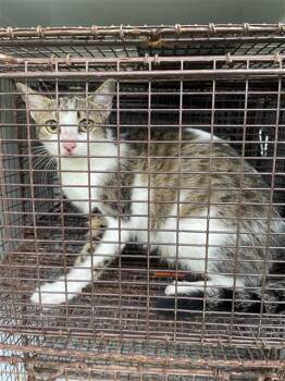 A658478 -  Domestic Short Hair Cat for Adoption in Houston, Texas - A658478 | PetCurious