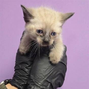 61687887 -  Siamese Cat for Adoption in El Paso, Texas - 61687887 | PetCurious