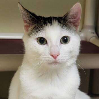 Rescue Domestic Short Hair Cats for Adoption in Grayslake, Illinois - Bumblepaws | PetCurious