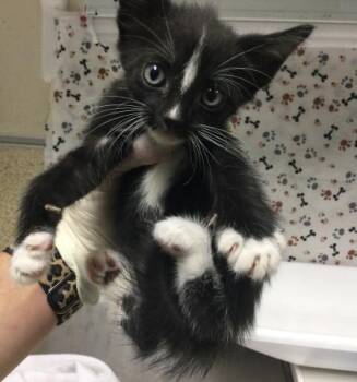 SKUNKY -  Domestic Short Hair Cat for Adoption in Riverside, California - SKUNKY | PetCurious