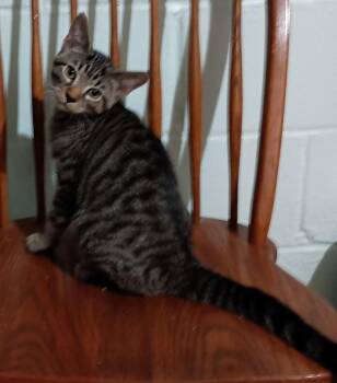 Seven26 -  Domestic Short Hair Cat for Adoption in Milwaukee, Wisconsin - Seven26 | PetCurious