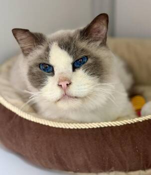 Wingnut (SENIOR) -  Ragdoll Cat for Adoption in Alexandria, Virginia - Wingnut (SENIOR) | PetCurious