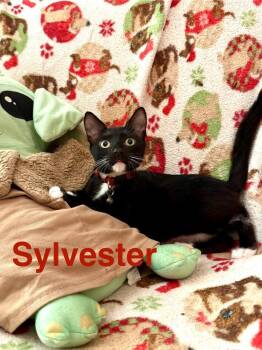 Sylvester -  Domestic Short Hair Cat for Adoption in Deltona, Florida - Sylvester | PetCurious