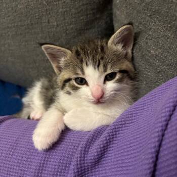 American Shorthair Cats Available for Adoption - Mizzy - Born Dec 24 | PetCurious