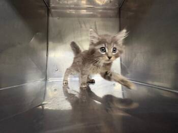 Butterfly -  Domestic Short Hair Cat for Adoption in Murray, Kentucky - Butterfly | PetCurious