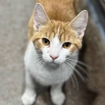 Domestic Short Hair Cats Available for Adoption in Matteson, Illinois - Brennan | PetCurious