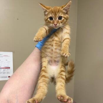 Nadia -  Domestic Short Hair Cat for Adoption in Birmingham, Alabama - Nadia | PetCurious