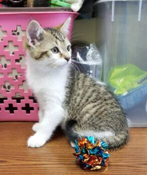 Tabby wWhite Kitten (cc7216) -  Domestic Short Hair Cat for Adoption in West Orange, New Jersey - Tabby WWhite Kitten (cc7216) | PetCurious