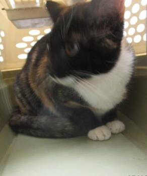 Domestic Short Hair Cats Available for Adoption in Marietta, Georgia - (900) | PetCurious