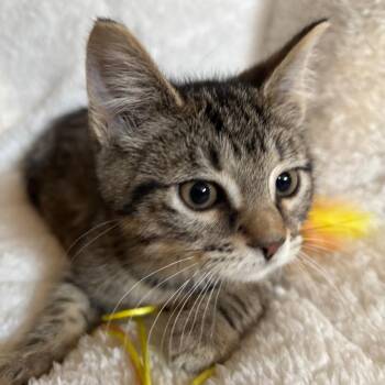 Domestic Short Hair Cats Available for Adoption - Drew | PetCurious