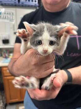 Moonpie -  Domestic Short Hair Cat for Adoption in Trenton, New Jersey - Moonpie | PetCurious