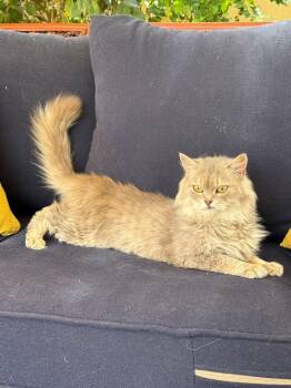 Bluebell -  Siberian Cat for Adoption in Brampton, Ontario - Bluebell | PetCurious