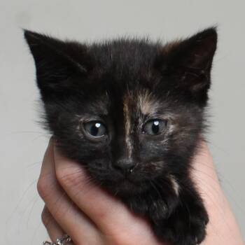 Domestic Short Hair Cats Available for Adoption in Minnetonka, Minnesota - Vibraslap C69592 | PetCurious