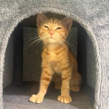 Meeny -  Domestic Short Hair Cat for Adoption in Fenton, Michigan - Meeny | PetCurious