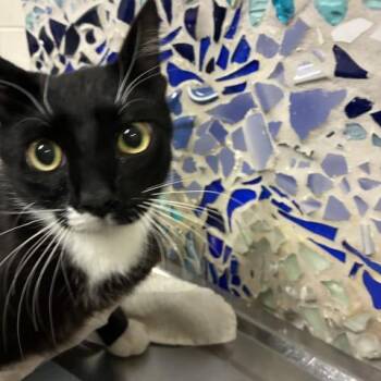 BOBBI -  Domestic Short Hair Cat for Adoption in Pensacola, Florida - BOBBI | PetCurious
