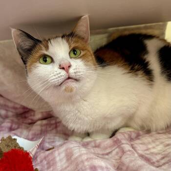 Reese -  Domestic Short Hair Cat for Adoption in Reisterstown, Maryland - Reese | PetCurious