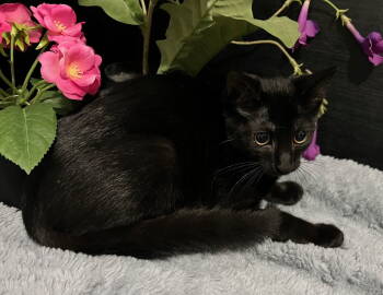 Rescue Domestic Short Hair Cats for Adoption in Fayetteville, Georgia - Eclipse | PetCurious