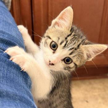 Hazel -  Domestic Short Hair and Dilute Tortoiseshell Cat for Adoption in Visalia, California - Hazel | PetCurious