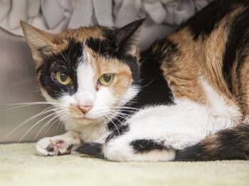 AUTUMN -  Domestic Short Hair Cat for Adoption in Phoenix, Arizona - AUTUMN | PetCurious
