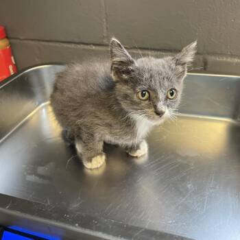 TUSC-Stray-84805 -  Domestic Short Hair Cat for Adoption in Tuscaloosa, Alabama - TUSC-Stray-84805 | PetCurious