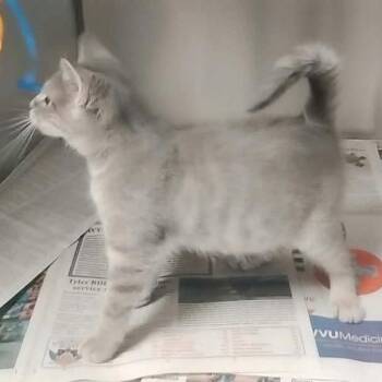Folk Siblings: Mary -  Domestic Short Hair Cat for Adoption in Washington, District Of Columbia - Folk Siblings: Mary | PetCurious