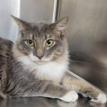 Waffles -  Domestic Medium Hair Cat for Adoption in New York, New York - Waffles | PetCurious