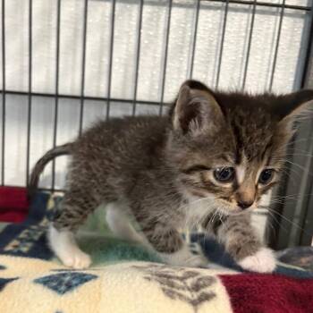 Anna -  Domestic Short Hair Cat for Adoption in Crookston, Minnesota - Anna | PetCurious