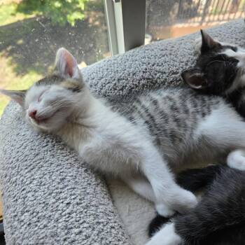 Slinky -  Domestic Short Hair Cat for Adoption in Buffalo, Minnesota - Slinky | PetCurious