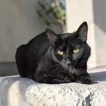 Birdie -  Domestic Short Hair Cat for Adoption in Chuckey, Tennessee - Birdie | PetCurious