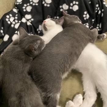 Drift C11434 -  Domestic Short Hair Cat for Adoption - Drift C11434 | PetCurious