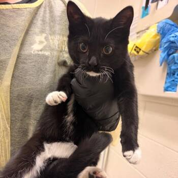 Joy -  Domestic Short Hair Cat for Adoption in Murray, Utah - Joy | PetCurious