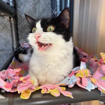 DESIERTO -  Domestic Short Hair Cat for Adoption in Joshua Tree, California - DESIERTO | PetCurious