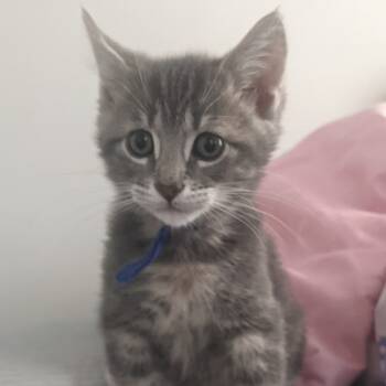 Rescue Domestic Short Hair Cats for Adoption in Sioux Falls, South Dakota - Donald ("Big D") | PetCurious