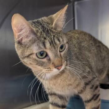 Domestic Short Hair and Abyssinian Cats Available for Adoption - Pumpkin | PetCurious