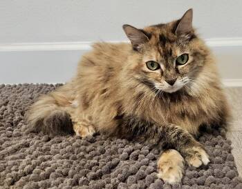 Maine Coon and Domestic Long Hair Cats Available for Adoption in Houston, Texas - Belle | PetCurious