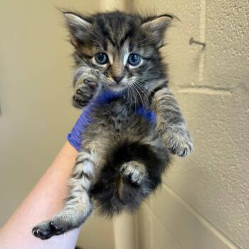 Bugsy -  Domestic Medium Hair Cat for Adoption in Birmingham, Alabama - Bugsy | PetCurious