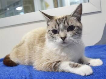 CHAMPAGNE -  Siamese and Domestic Short Hair Cat for Adoption in Sacramento, California - CHAMPAGNE | PetCurious