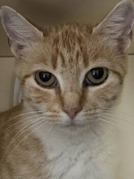 Sandie -  Domestic Short Hair Cat for Adoption in Hamilton, Montana - Sandie | PetCurious