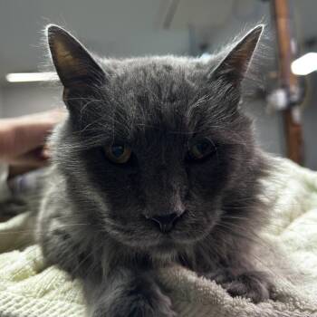 Domestic Long Hair Cats Available for Adoption - Mr. Man | PetCurious