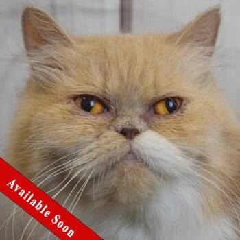 Skylar -  Persian Cat for Adoption in Huntley, Illinois - Skylar | PetCurious